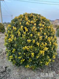 冠幅120厘米金森女贞球