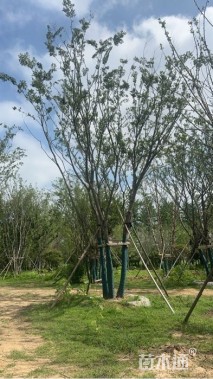 80公分(5杆)丛生朴树