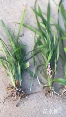 高度35厘米吉祥草