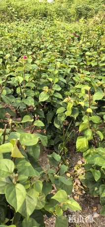 高度100厘米红花三角梅