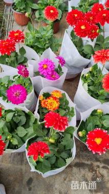 高度25厘米小丽花