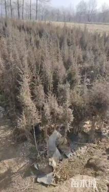 高度60厘米祁连圆柏