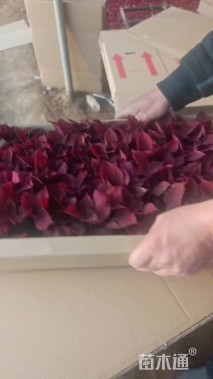 高度10厘米彩叶草