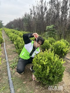 冠幅60厘米瓜子黄杨球