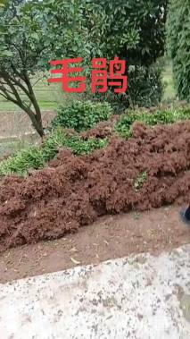 高度30厘米杜鹃