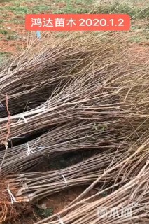 高度60厘米蜂糖李