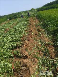 高度150厘米华北连翘