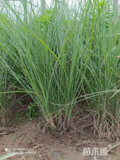 高度30厘米细叶芒