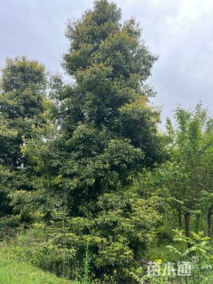 15公分金丝楠木