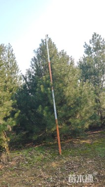 高度400厘米白皮松3-8米
