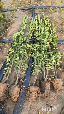 高度120厘米北海道黄杨