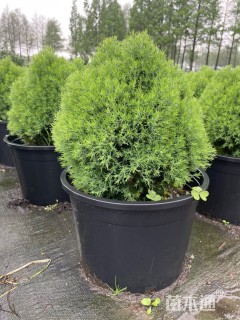 高度50厘米球柏