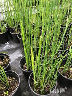 高度50厘米木贼