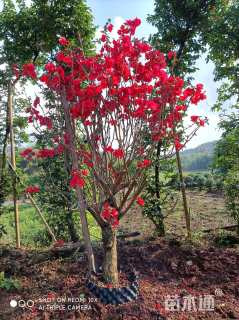 高度40厘米红花三角梅