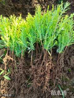 高度15厘米洒金柏