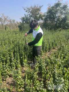 高度140厘米北海道黄杨