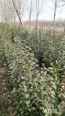 高度180厘米北海道黄杨