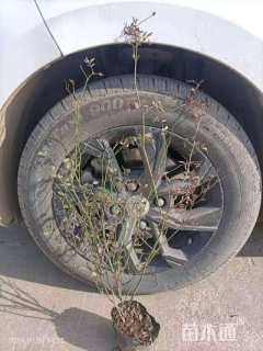 高度50厘米丰花月季