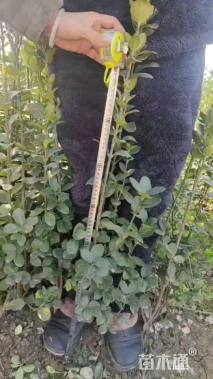 高度80厘米北海道黄杨