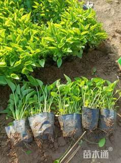 高度25厘米松果菊