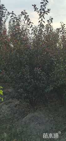 高度150厘米丛生榆叶梅