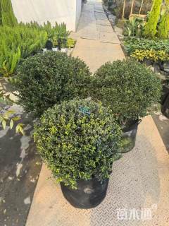 冠幅60厘米龟甲冬青球