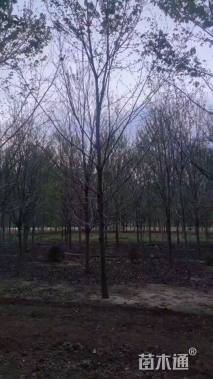 11公分美国红枫