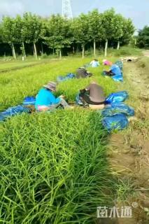 高度30厘米画眉草