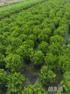 高度30厘米完美冬青