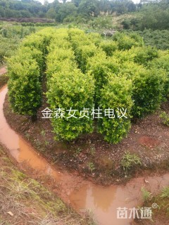 高度150厘米金森女贞柱