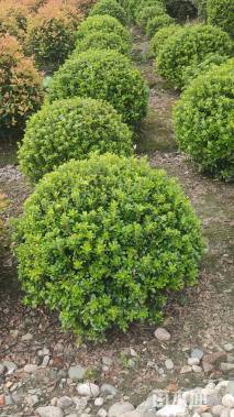 冠幅150厘米海桐球