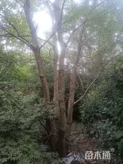 15公分(5杆)丛生乌桕