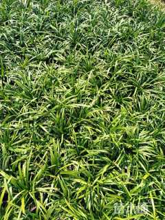 高度15厘米兰花