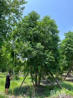 10公分(4杆)丛生乌桕