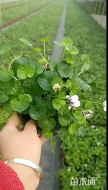 高度10厘米肾叶堇