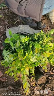 高度50厘米金森女贞