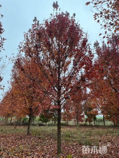 原生苗美国红枫