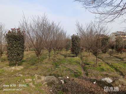 高度220厘米红叶石楠柱