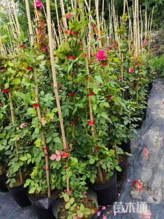 100厘米藤本月季