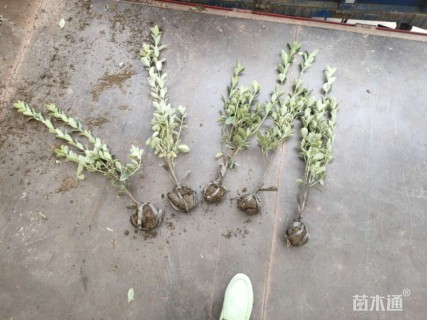 高度50厘米金边黄杨小苗