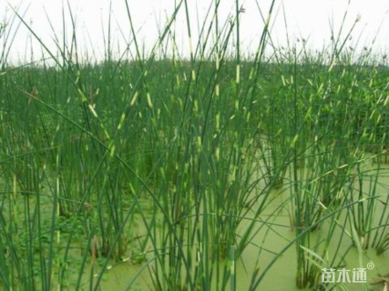 高度100厘米花叶水葱