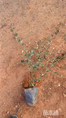 高度30厘米小叶石楠