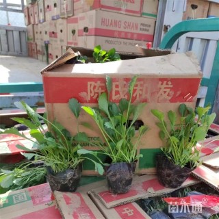 高度18厘米大滨菊