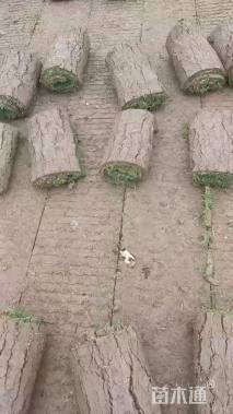 草卷状百慕大草