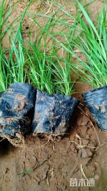 高度15厘米青绿苔草