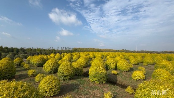 冠幅100厘米亮晶女贞球