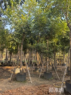 12公分桃花心木