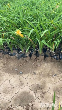 高度15厘米金娃娃萱草