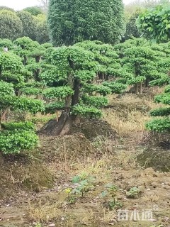 10公分造型榆树