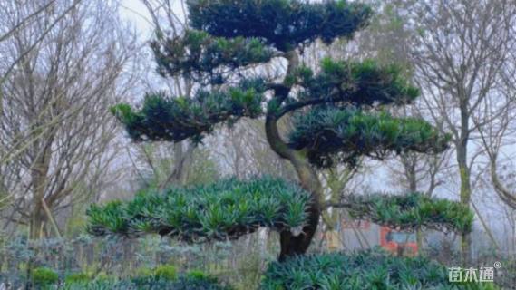 15公分造型日本罗汉松